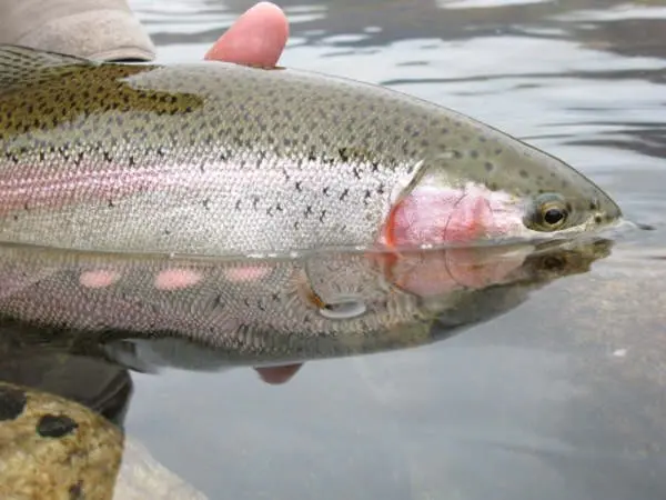Trout Fly-Fishing